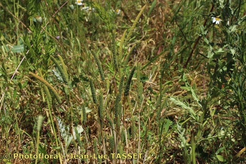 Phleum paniculatum habit