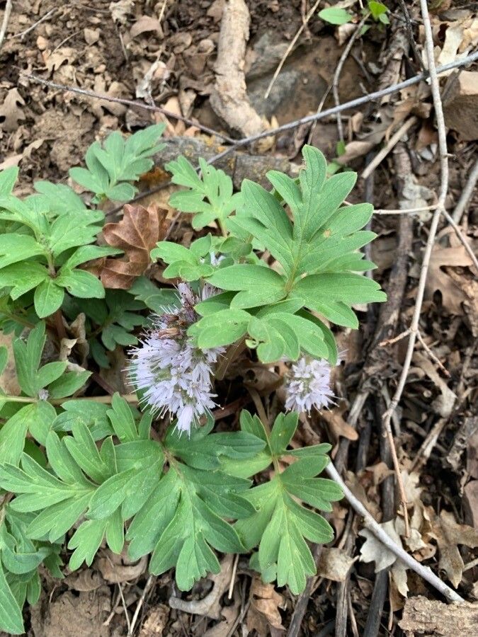 Hydrophyllum capitatum — related species from the same genus