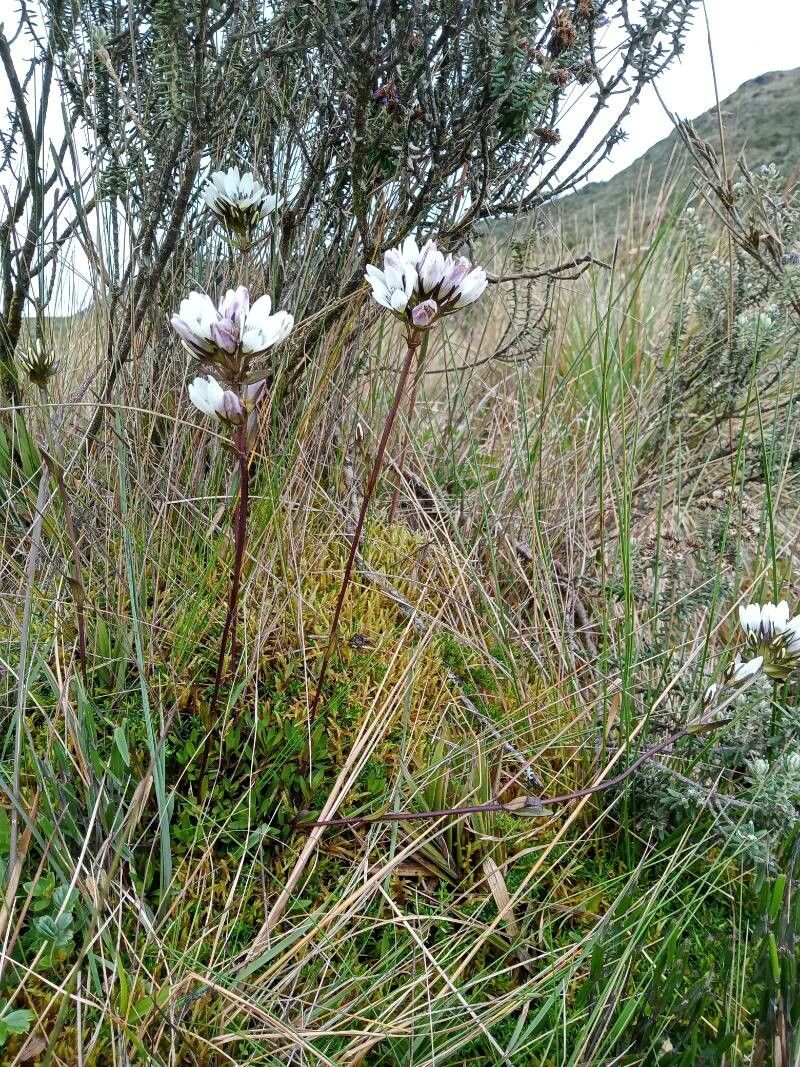 Gentianella corymbosa habit