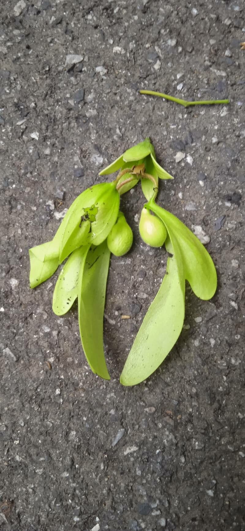 Shorea siamensis — houseplant care guide