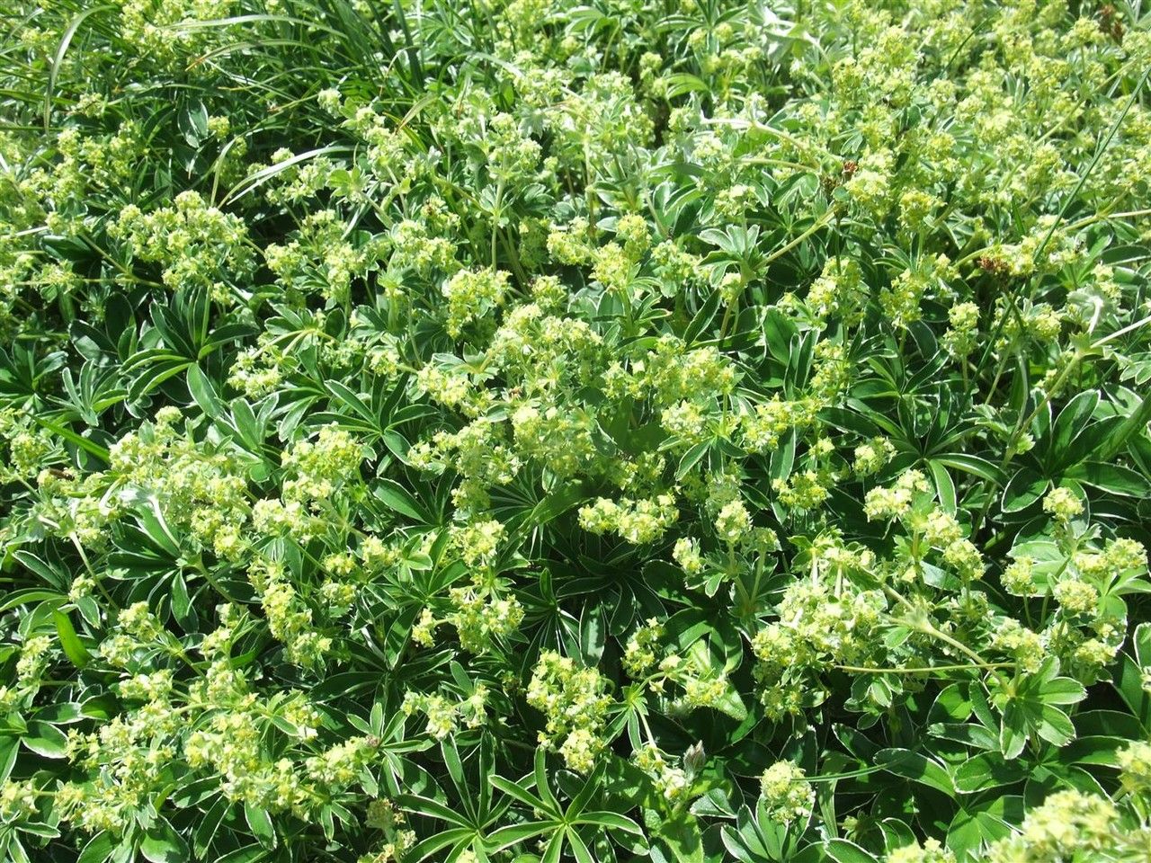 Alchemilla conjuncta habit