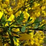 Cytisus scoparius