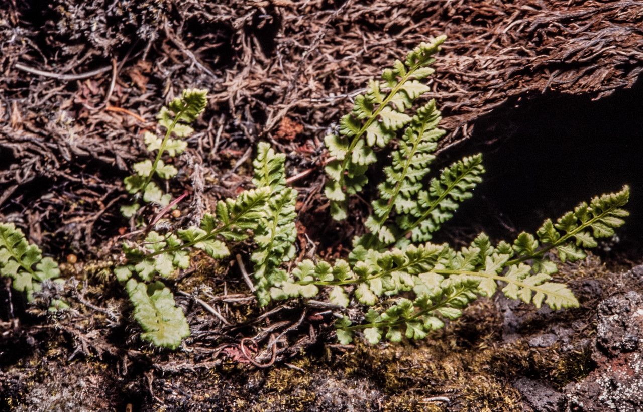 Woodsia ilvensis habit