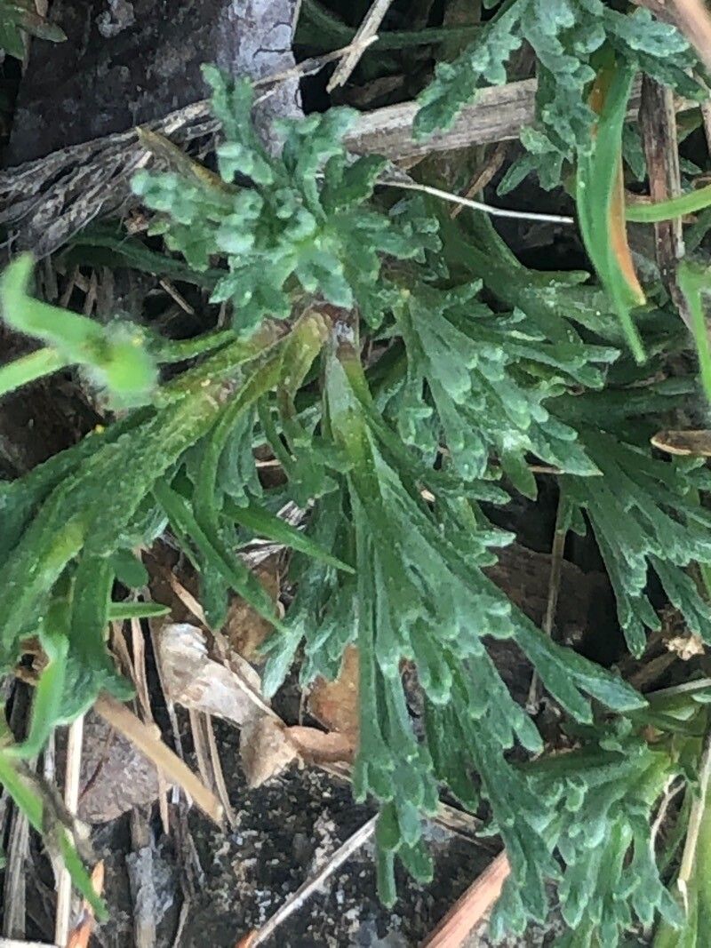 Leucanthemopsis pallida leaf