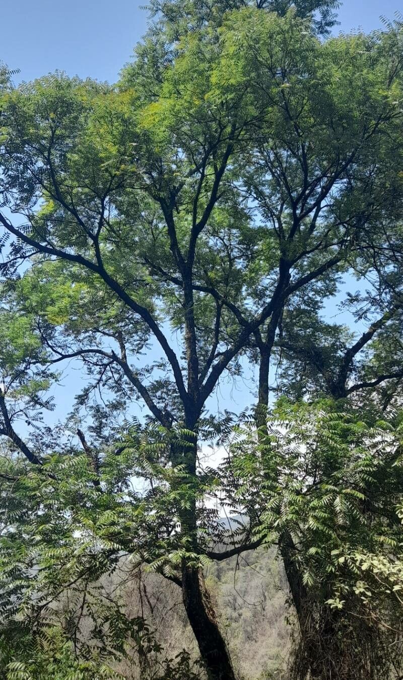 Cedrela angustifolia habit