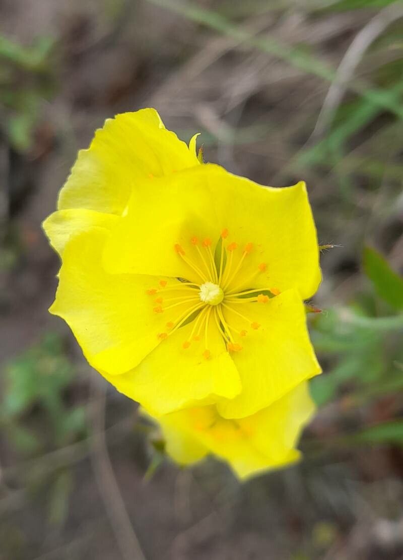 Crocanthemum brasiliense flower