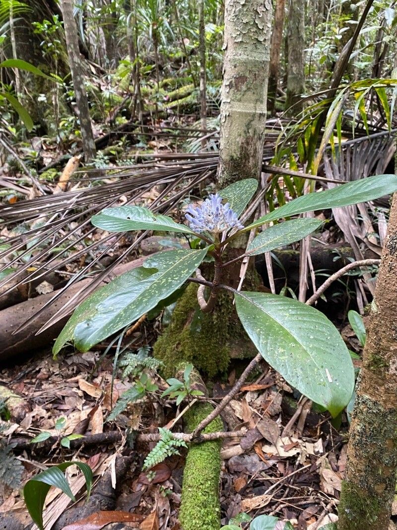 Psychotria leratii — houseplant care guide