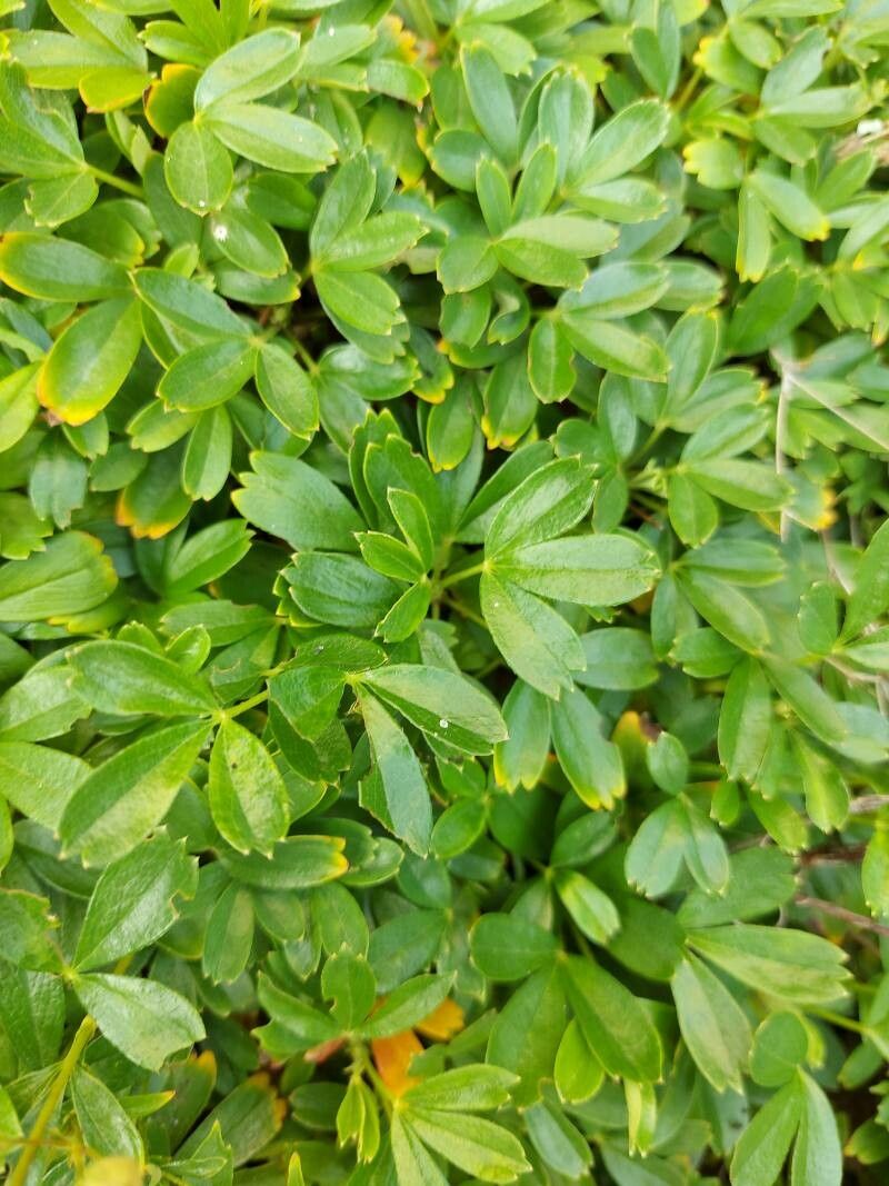 Sibbaldiopsis tridentata leaf