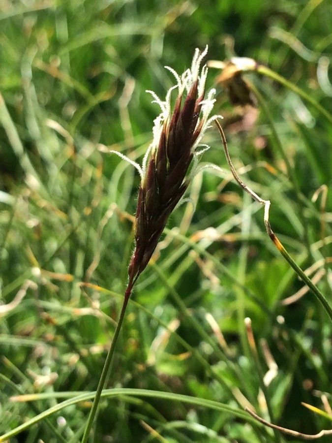 Anthoxanthum alpinum flower