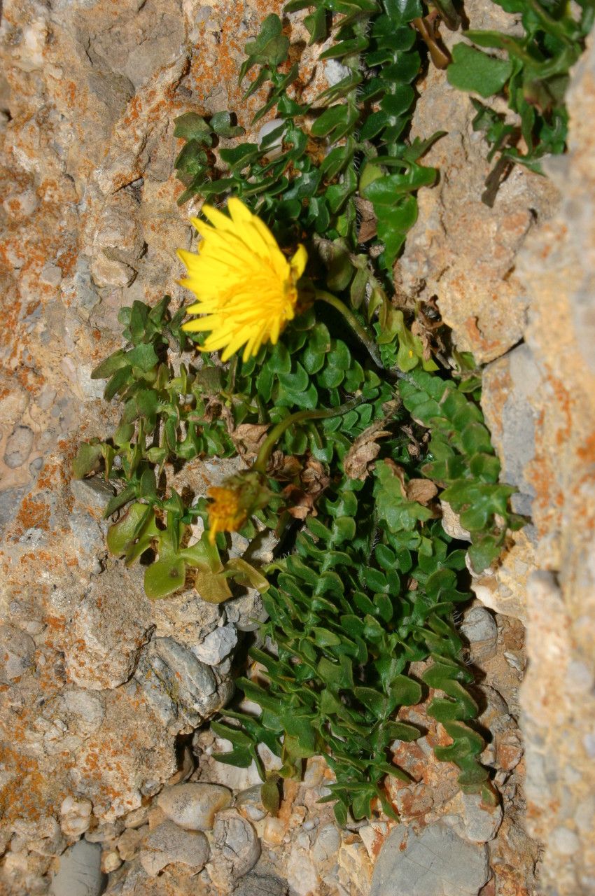 Hyoseris lucida — related species from the same genus