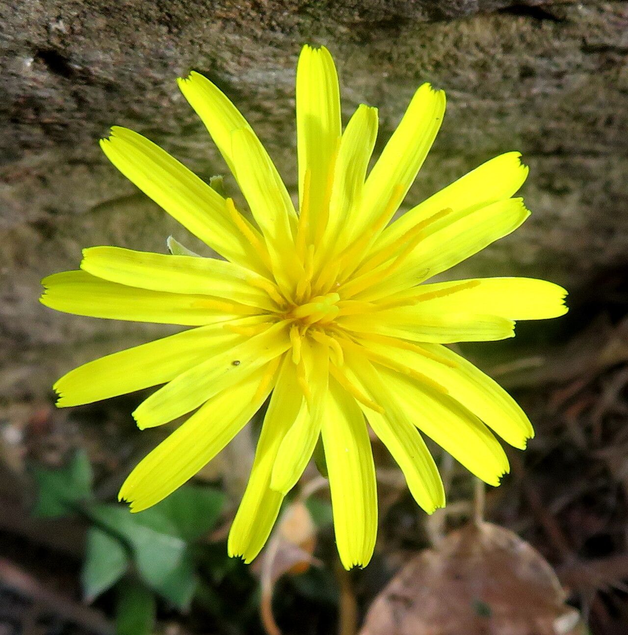 Taraxacum gracilens — search result for 'Taraxacum'
