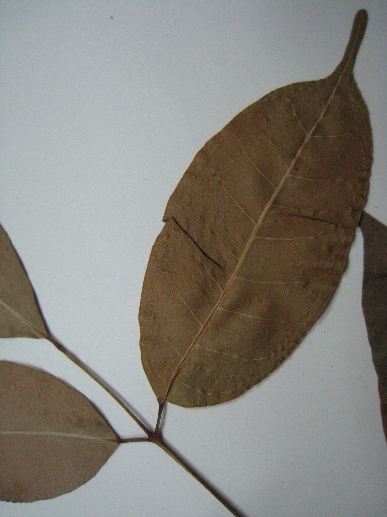 Protium plagiocarpium other