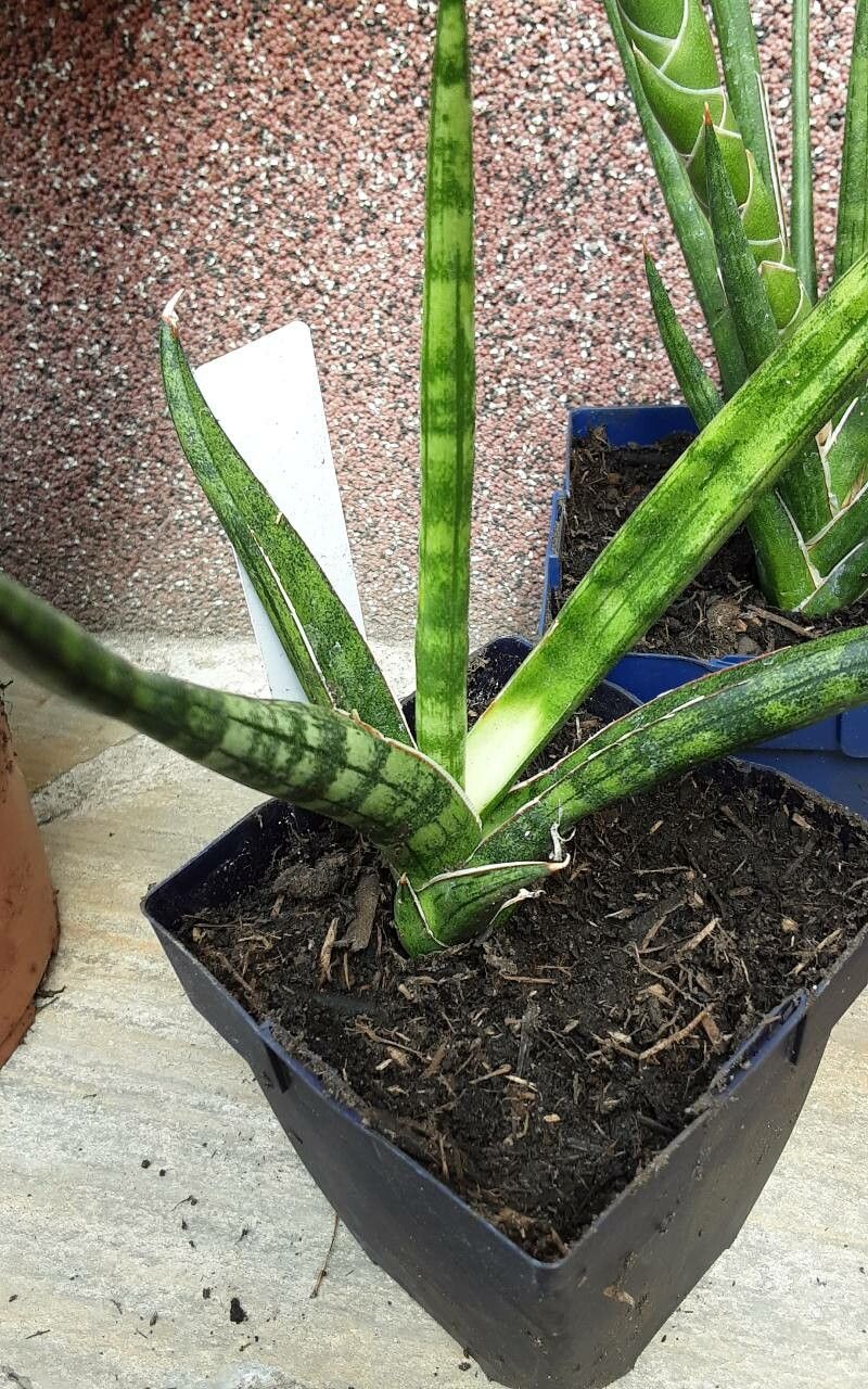 Dracaena suffruticosa habit