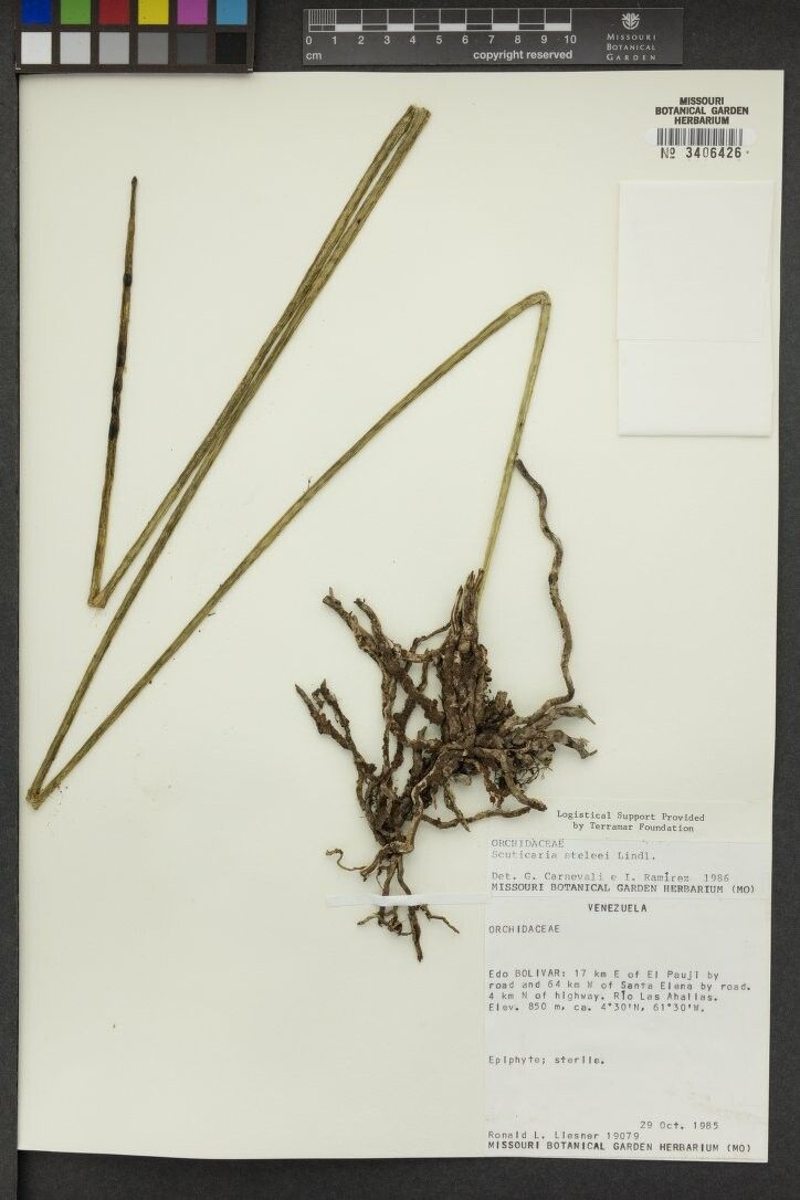 Scuticaria steelei other