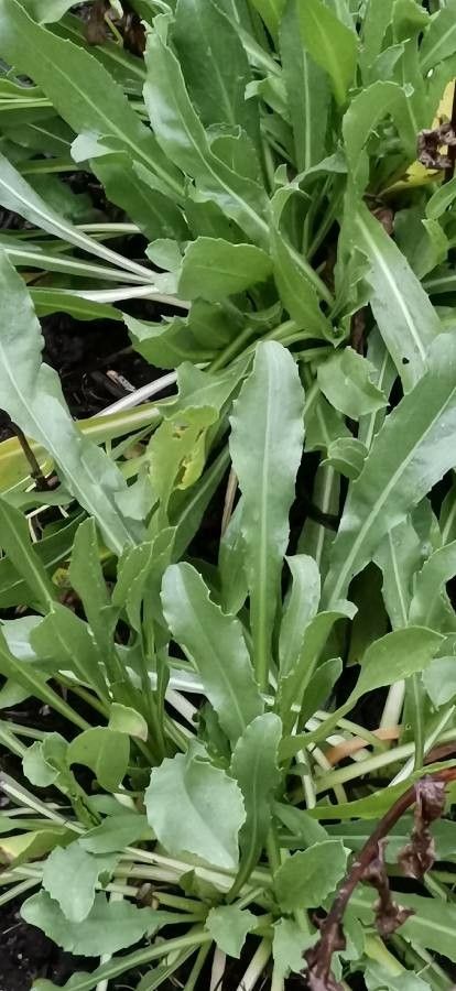 Grindelia robusta leaf