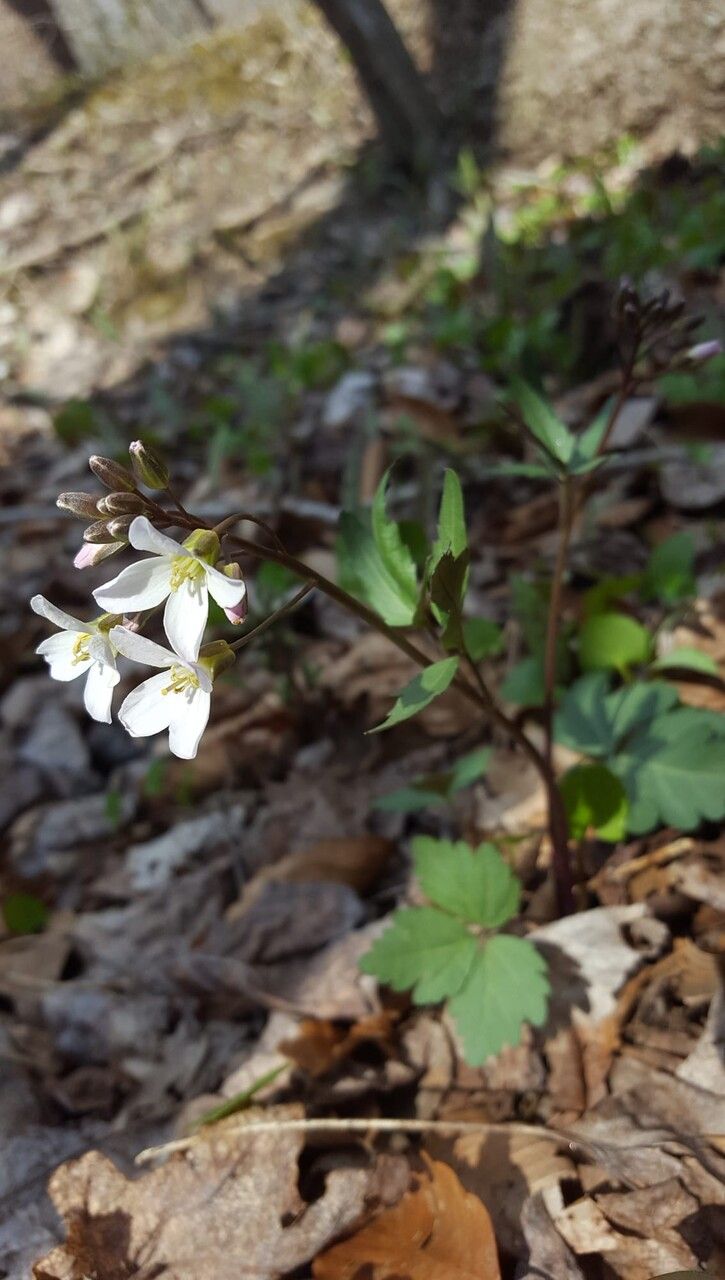 Cardamine angustata flower