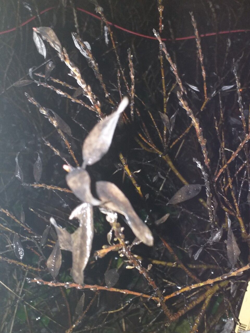 Salix subopposita bark