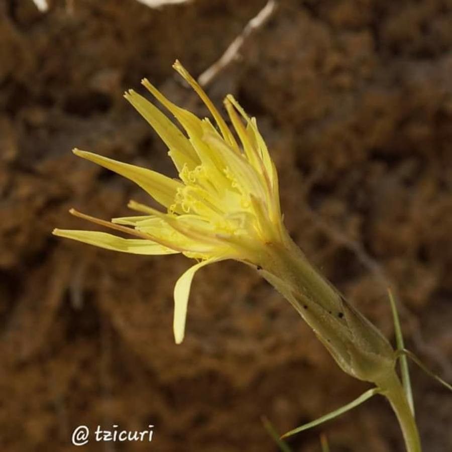 Scorzonera angustifolia flower