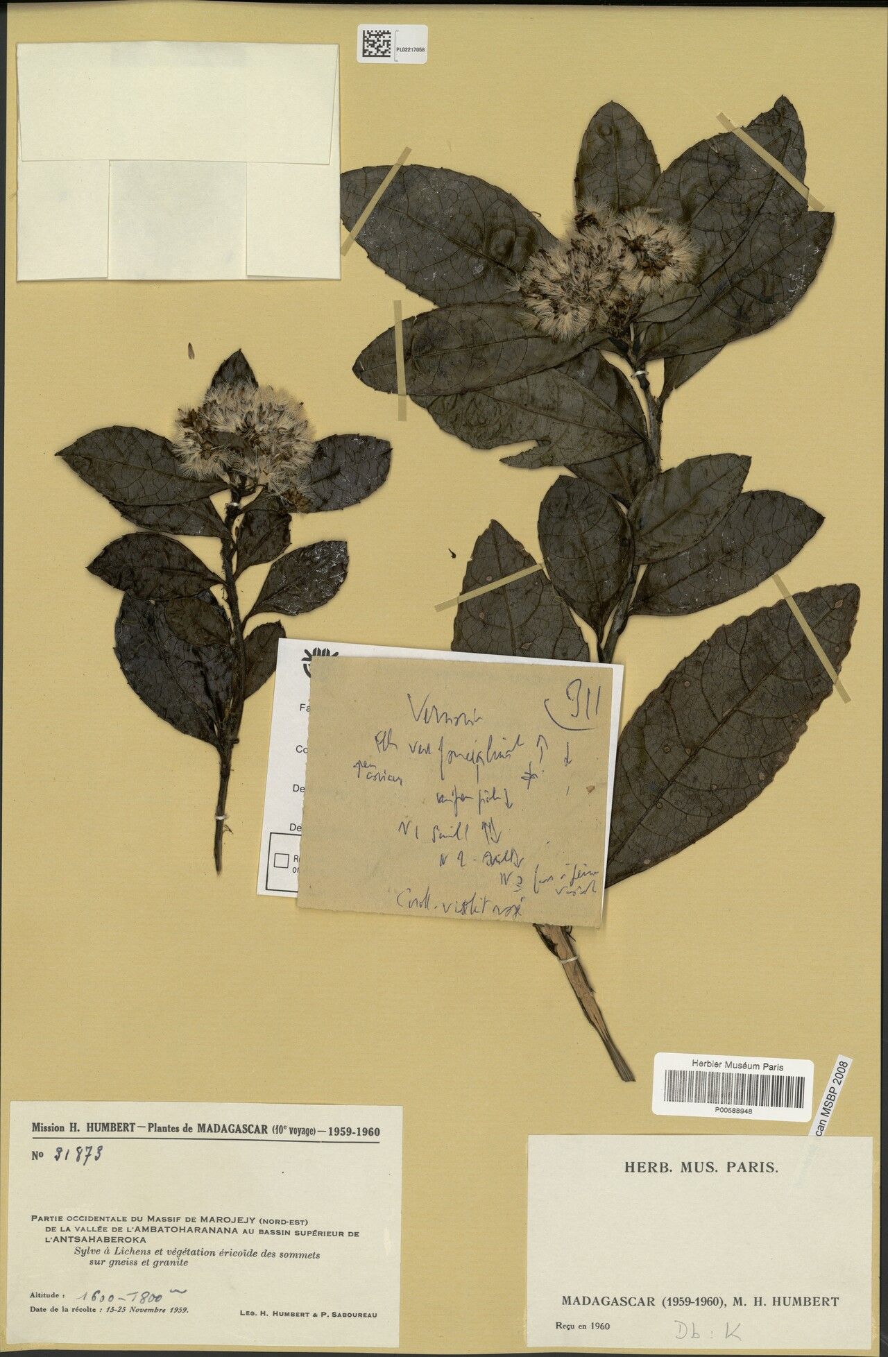 Gymnanthemum coursii — houseplant care guide