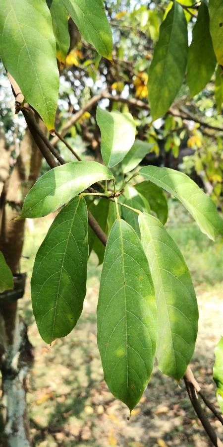 Sterculia monosperma — search result for 'Phoenix'