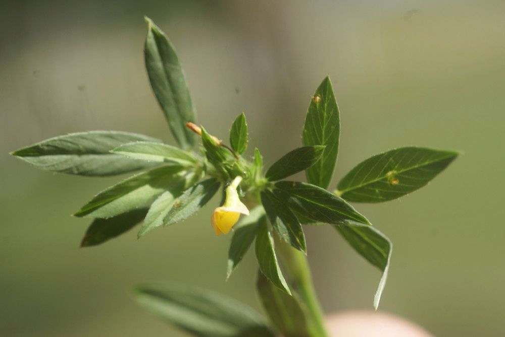 Stylosanthes hamata flower