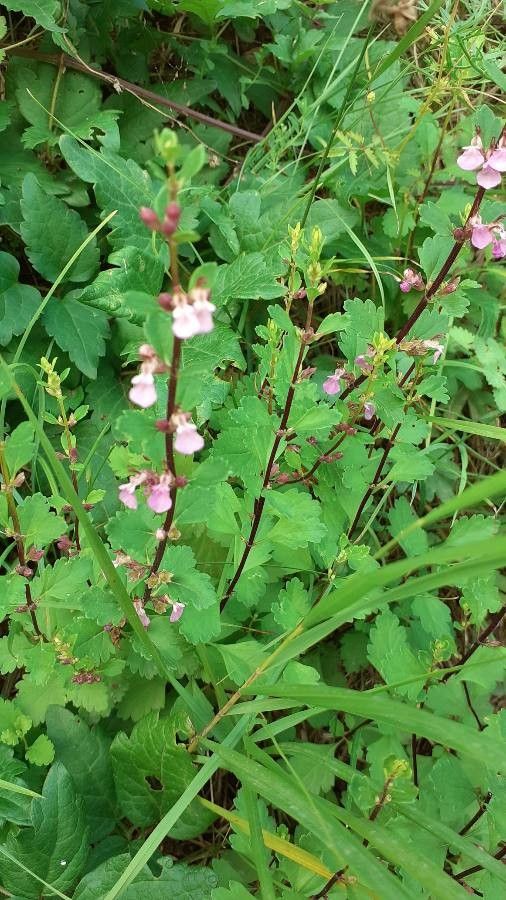 Teucrium lucidum flower