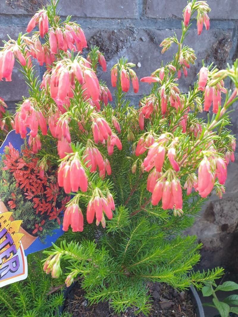 Erica oatesii flower