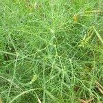 Foeniculum vulgare