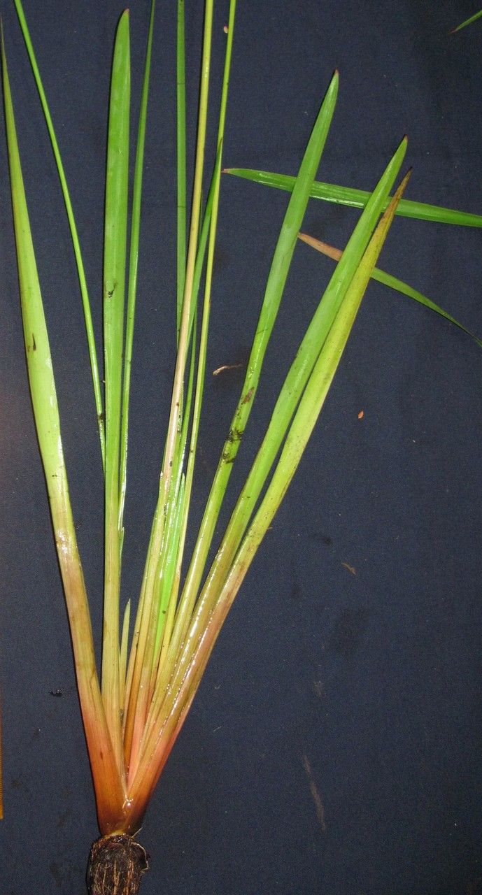 Xyris laxifolia other