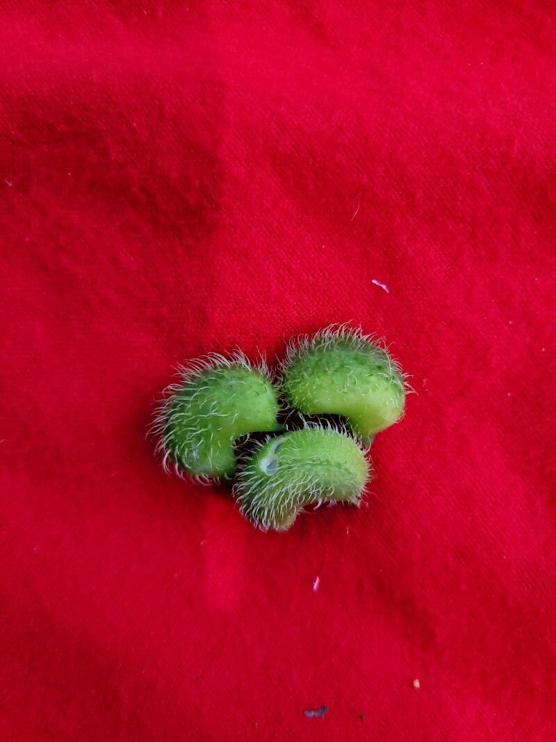 Cyclanthera carthagenensis fruit