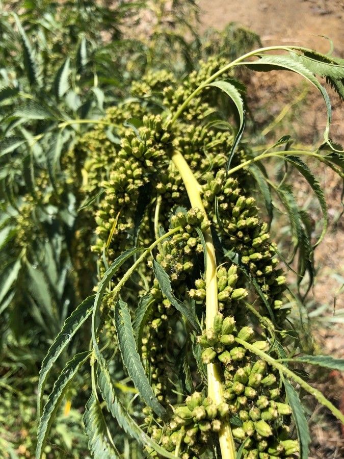 Datisca cannabina fruit