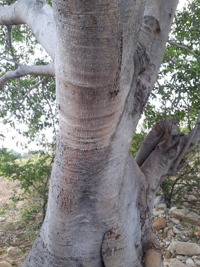 Ficus maxima bark