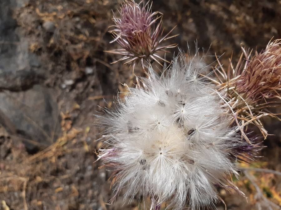 Carduus occidentalis fruit