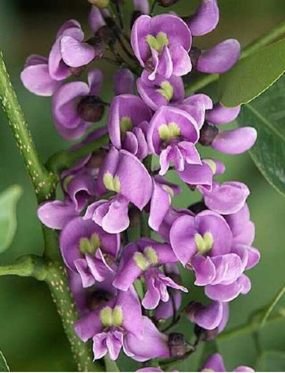 Lonchocarpus violaceus flower