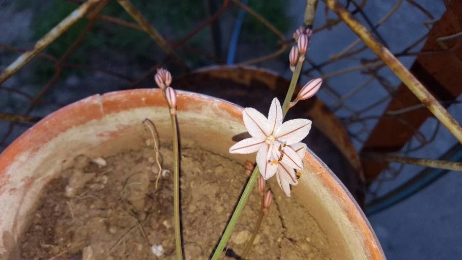 Asphodelus tenuifolius flower