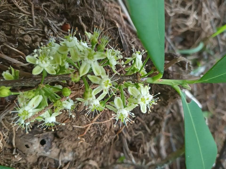 Erythroxylum deciduum — houseplant care guide