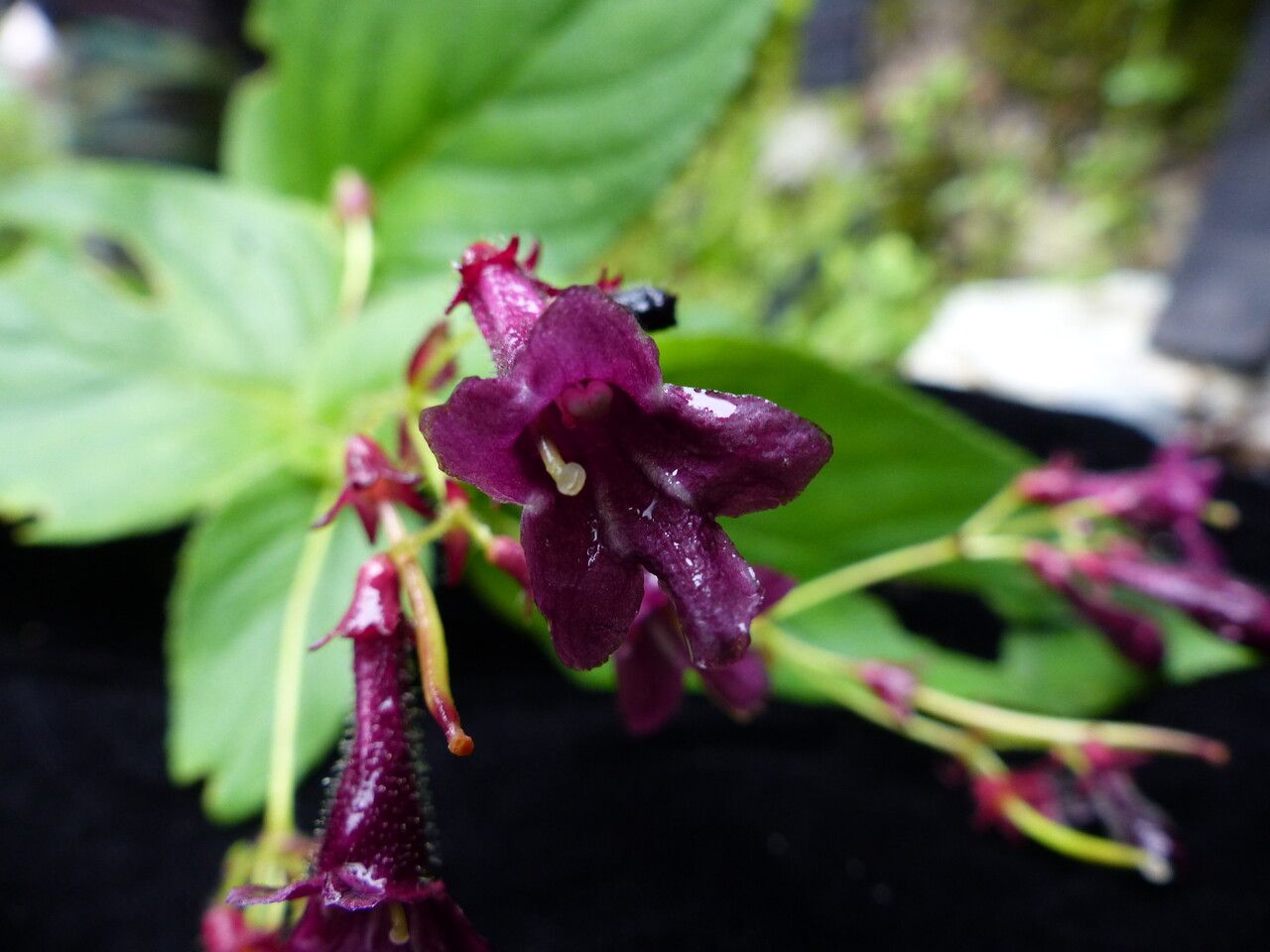 Didymocarpus aromaticus habit