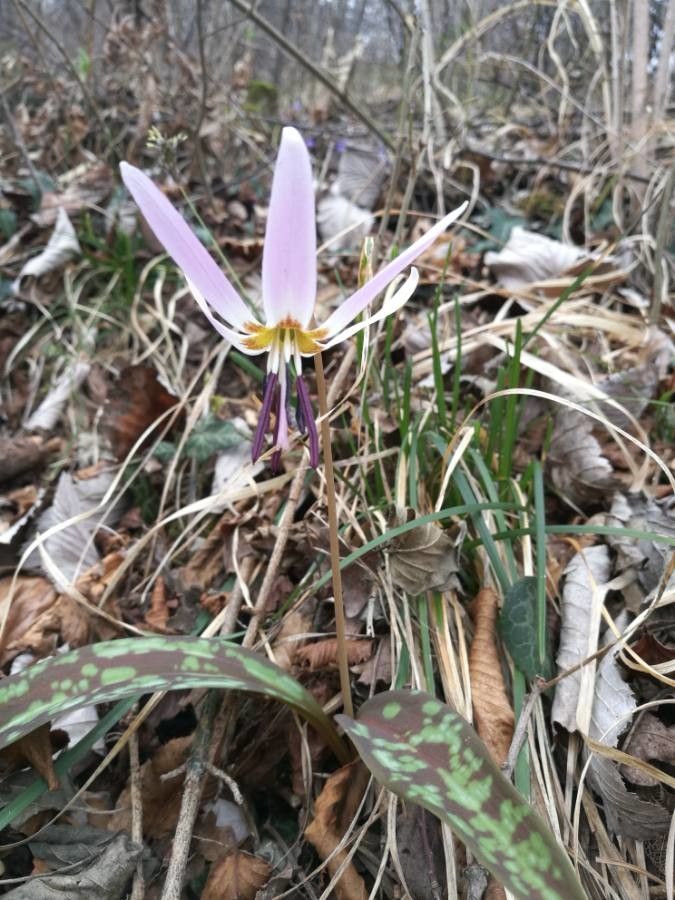 Erythronium dens-canis flower