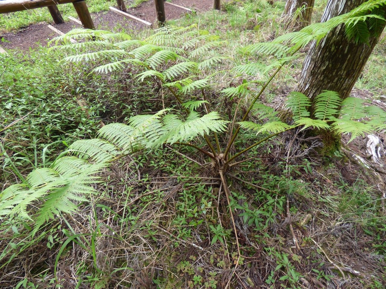 Cyathea cooperi habit