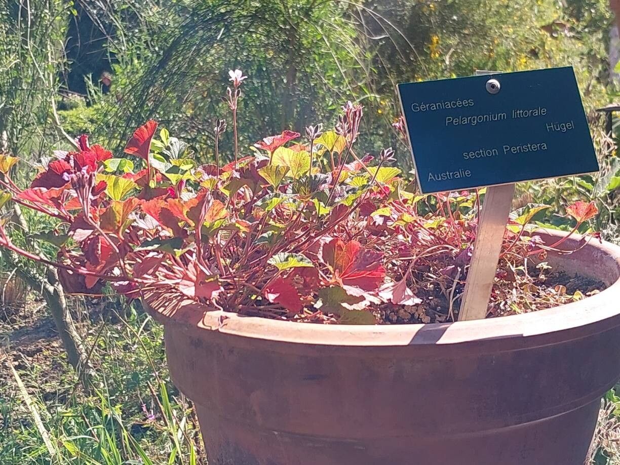 Pelargonium littorale habit