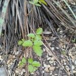 Toxicodendron diversilobum