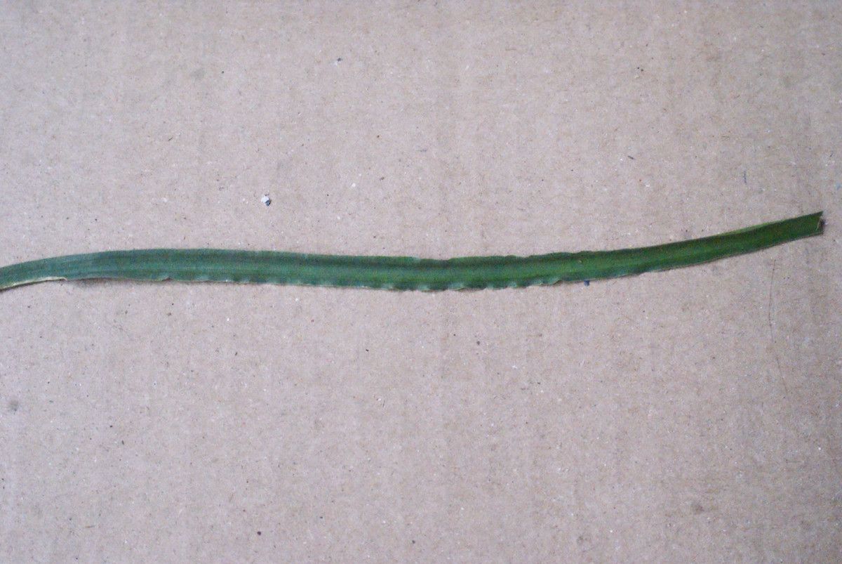 Charybdis undulata other