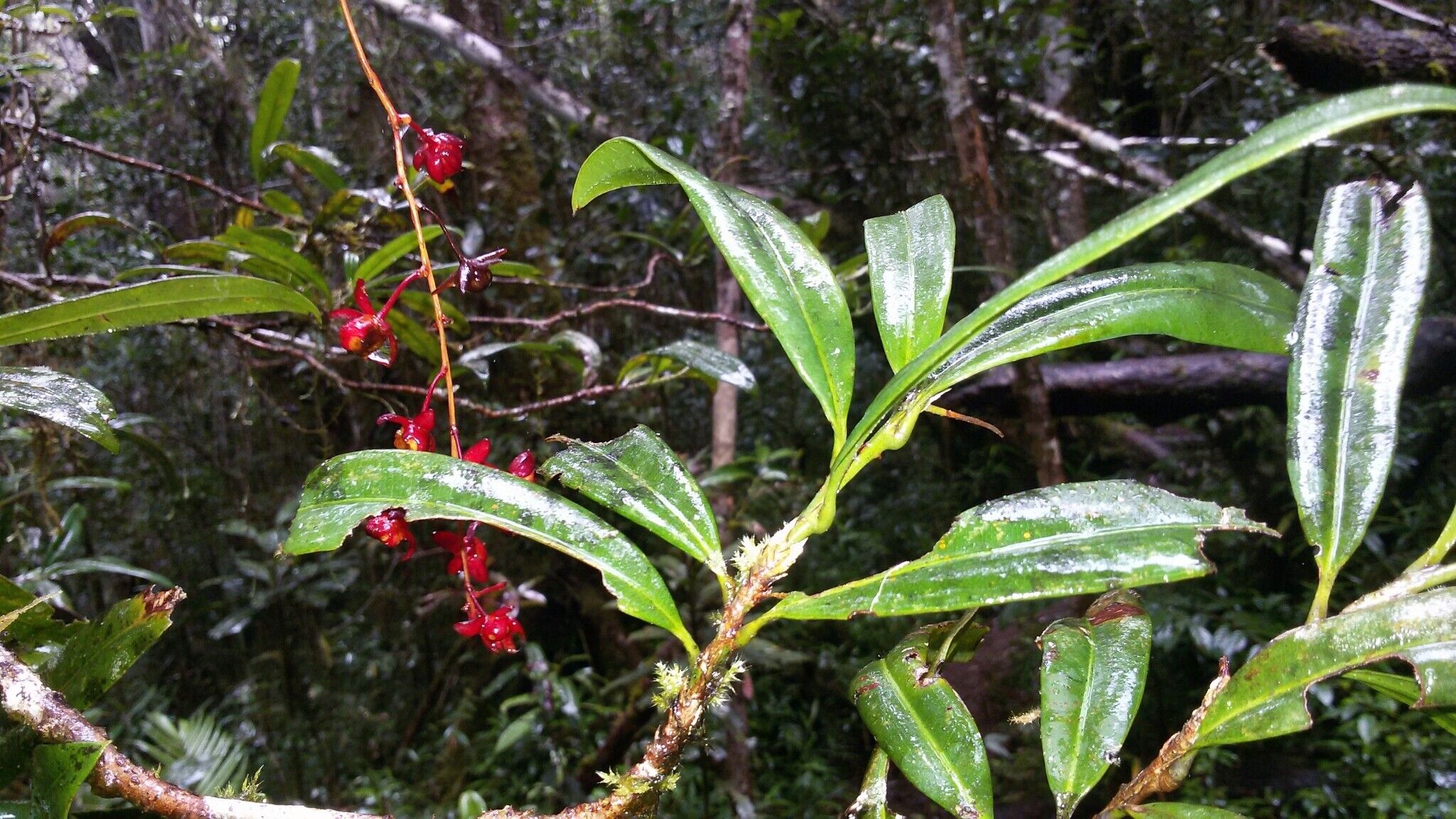 Peddiea involucrata habit