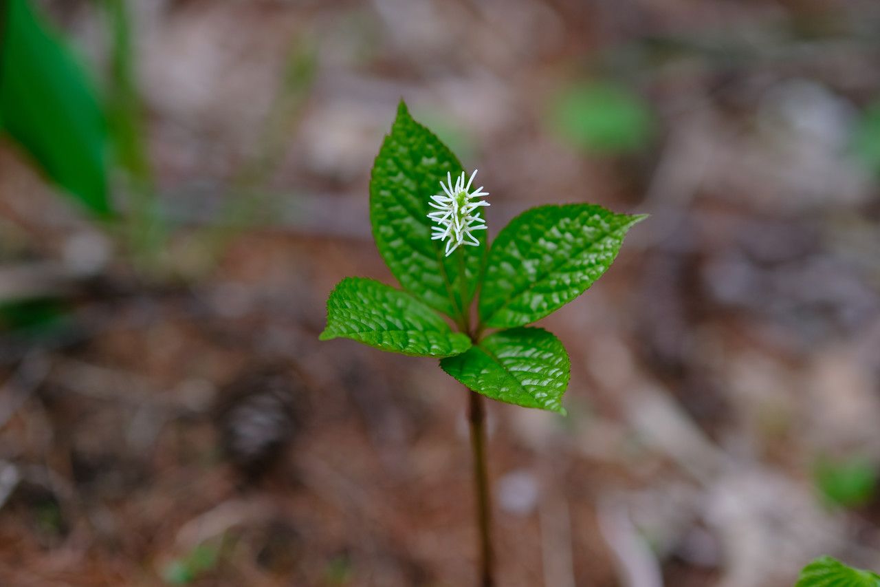 Chloranthus japonicus flower