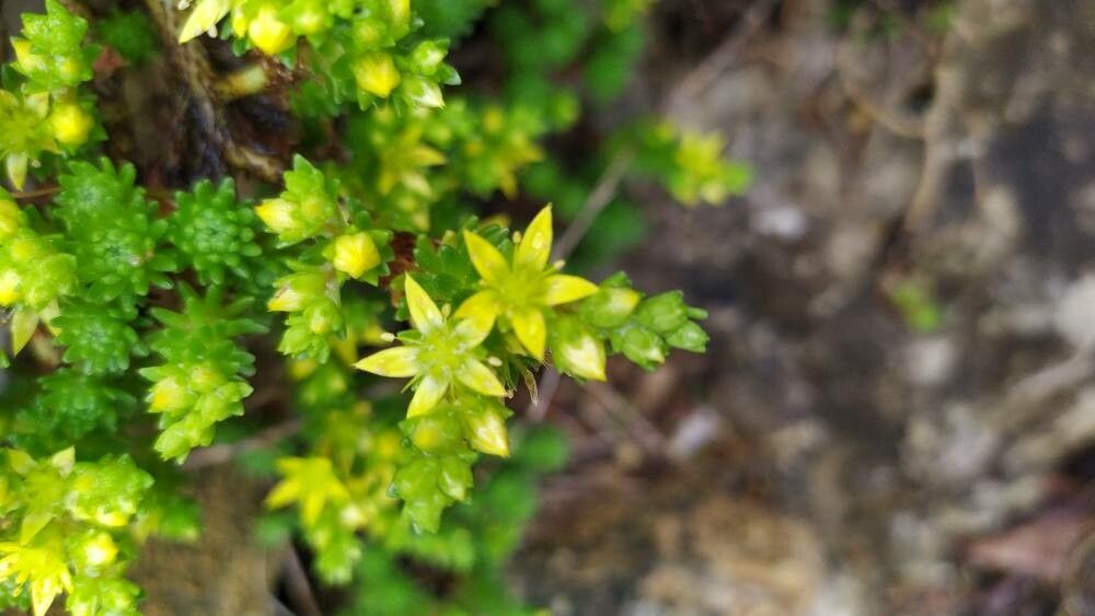 Sedum multiceps flower
