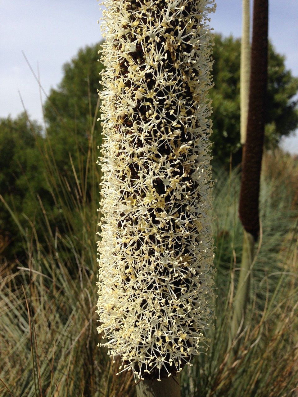 Xanthorrhoea glauca flower