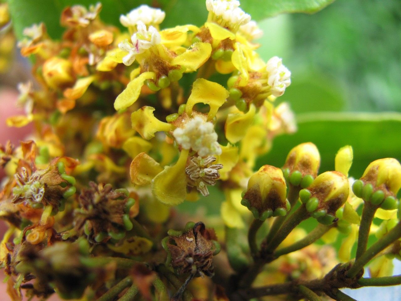 Heteropterys obovata fruit