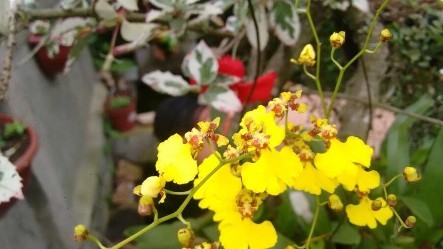 Gomesa flexuosa flower