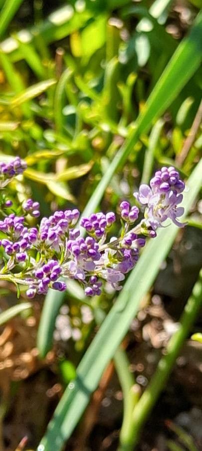 Selago thunbergii flower