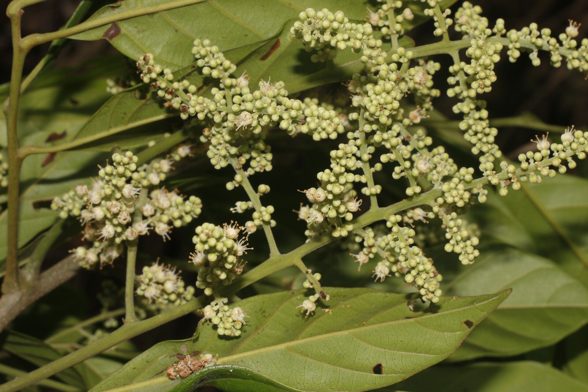 Matayba clavelligera — related species from the same genus